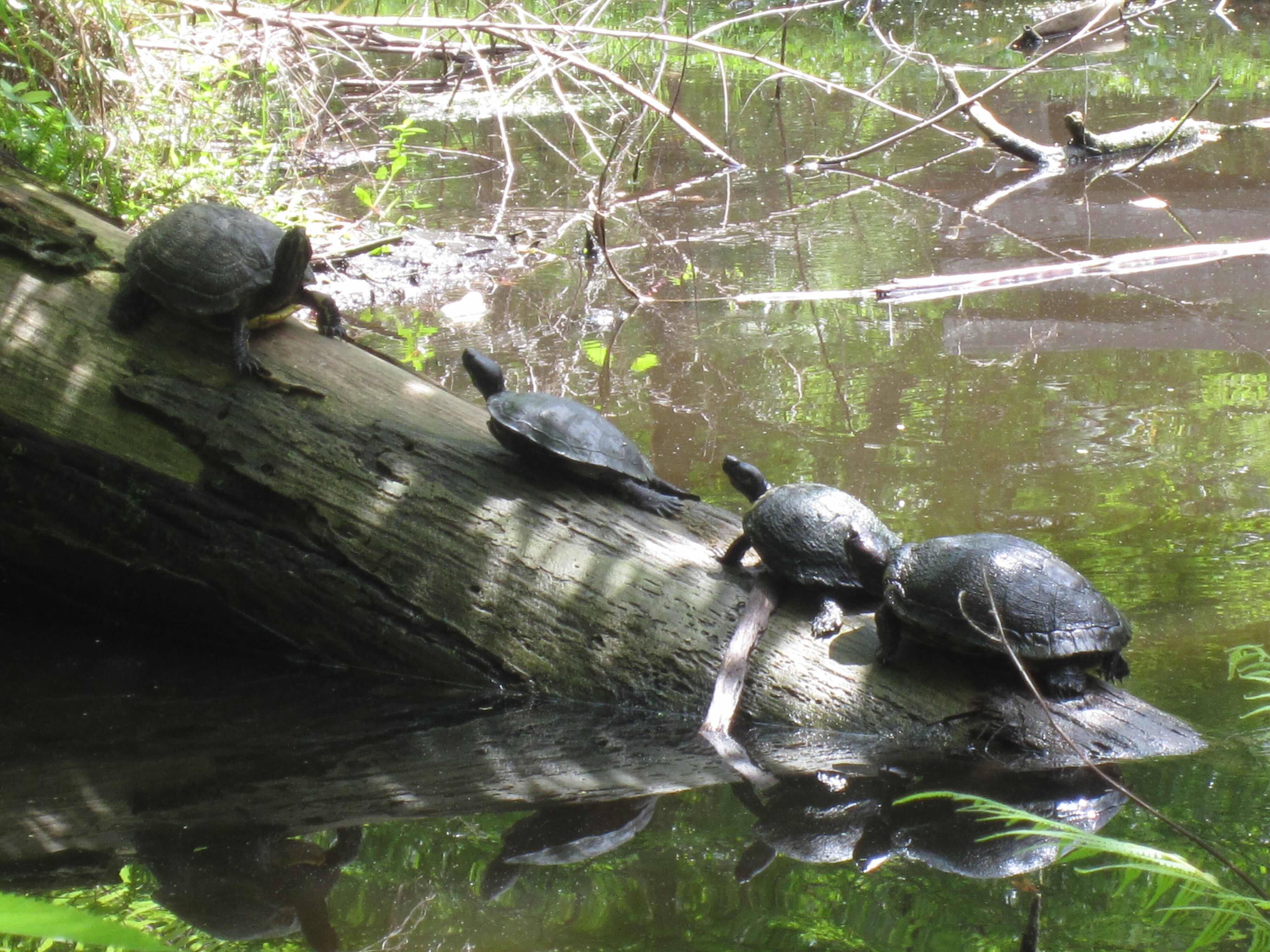 Turtle Photo May 17, 2026