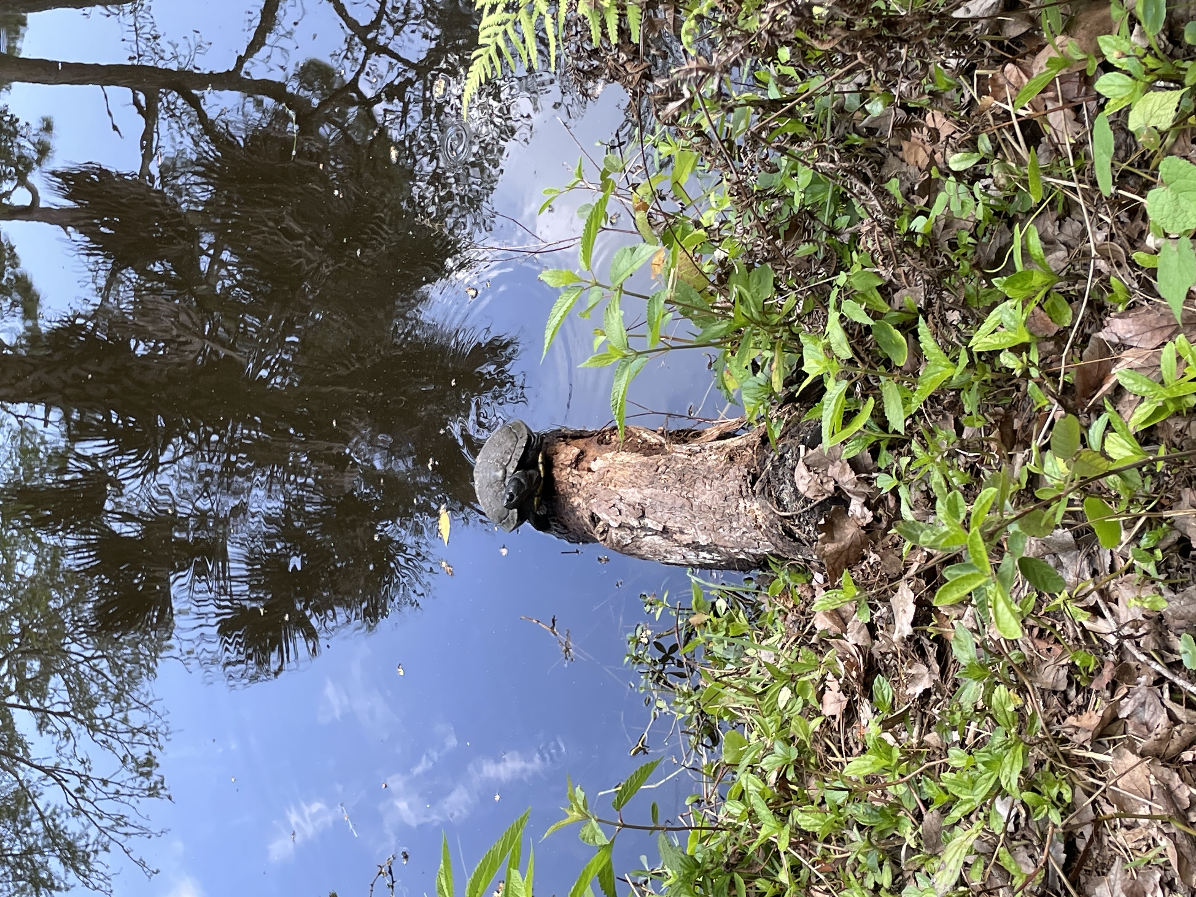 Turtle Photo April 12, 2026