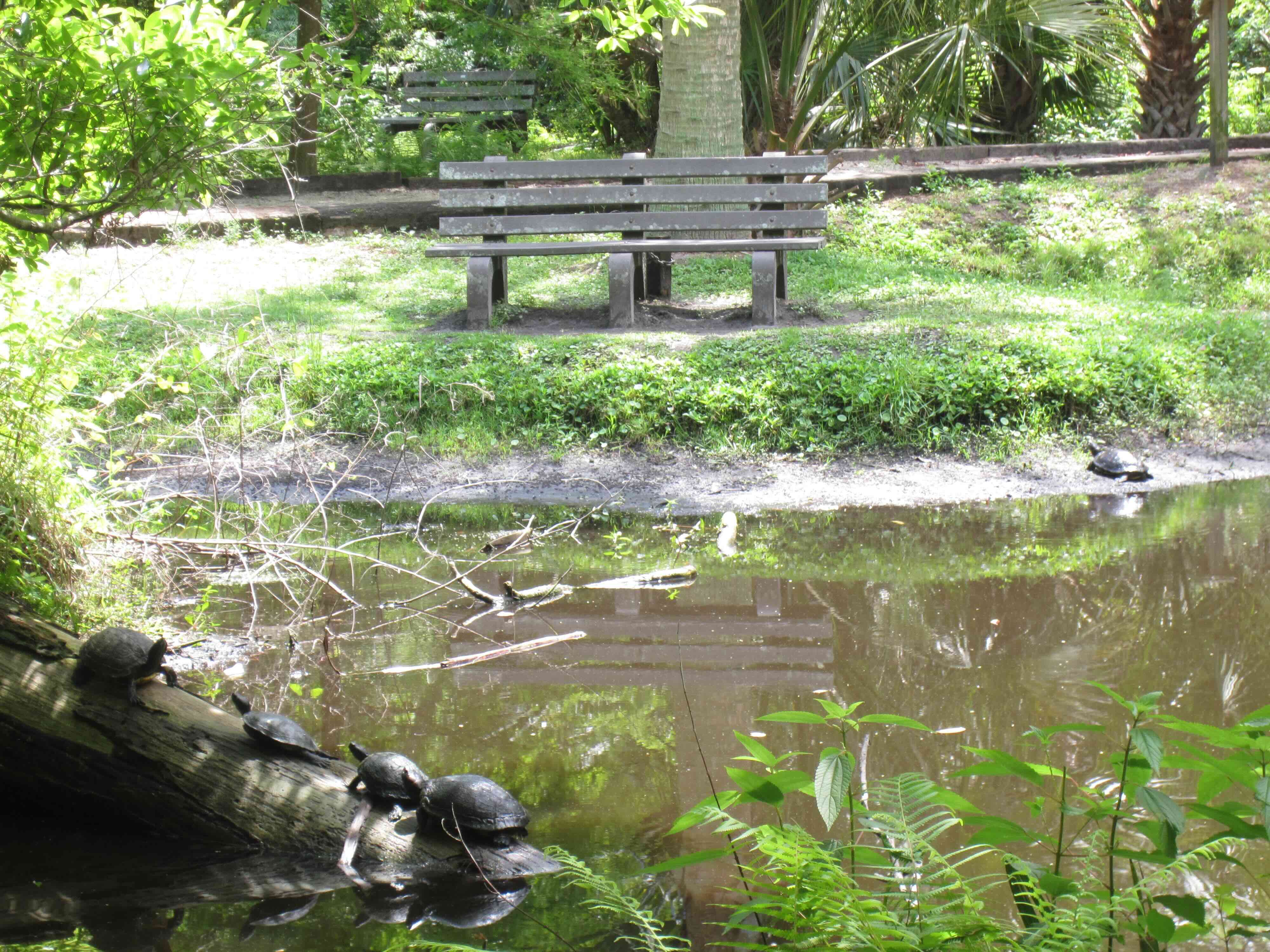2nd Turtle Photo May 17, 2026