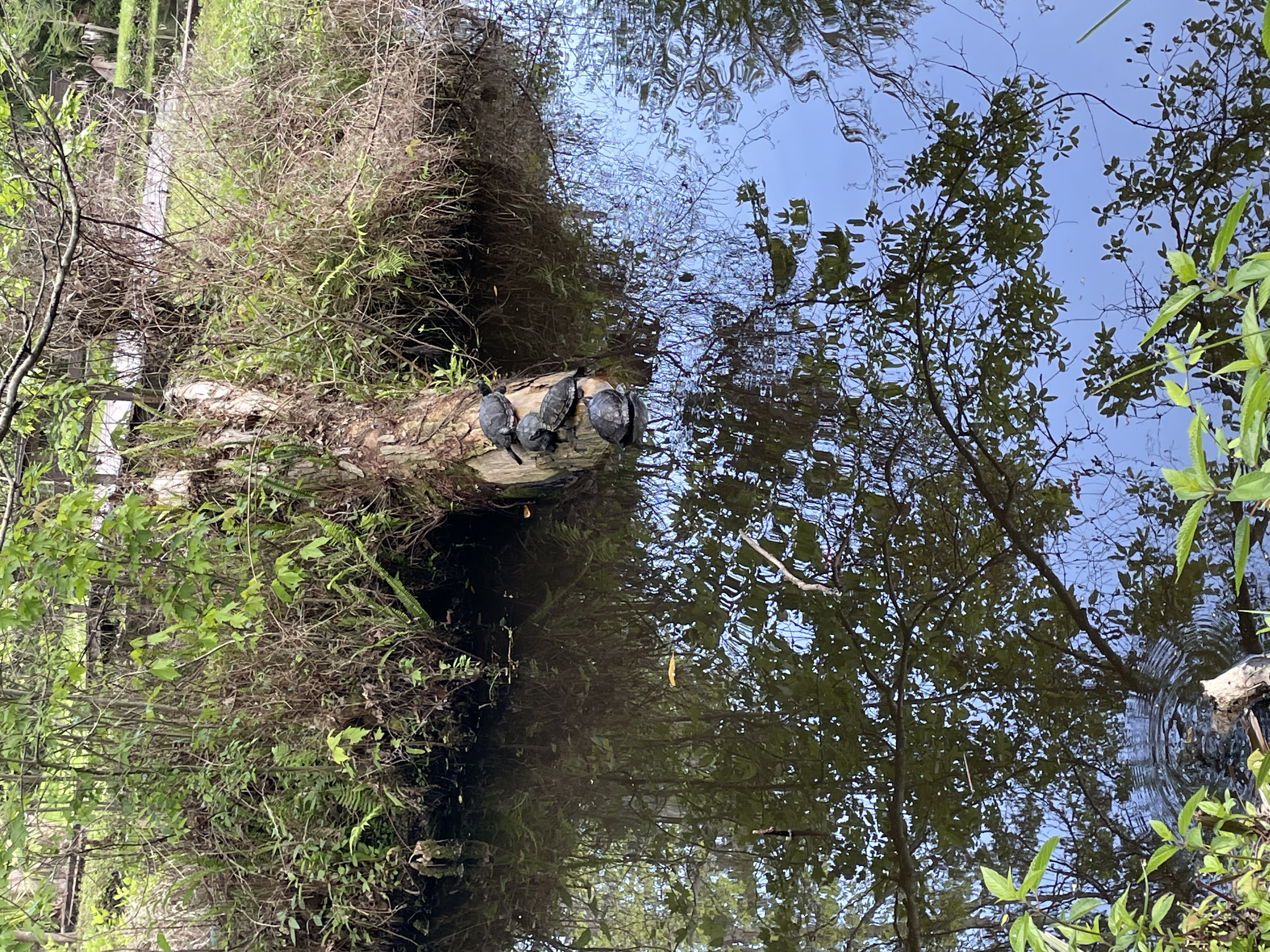 Turtle Photo April 12, 2026