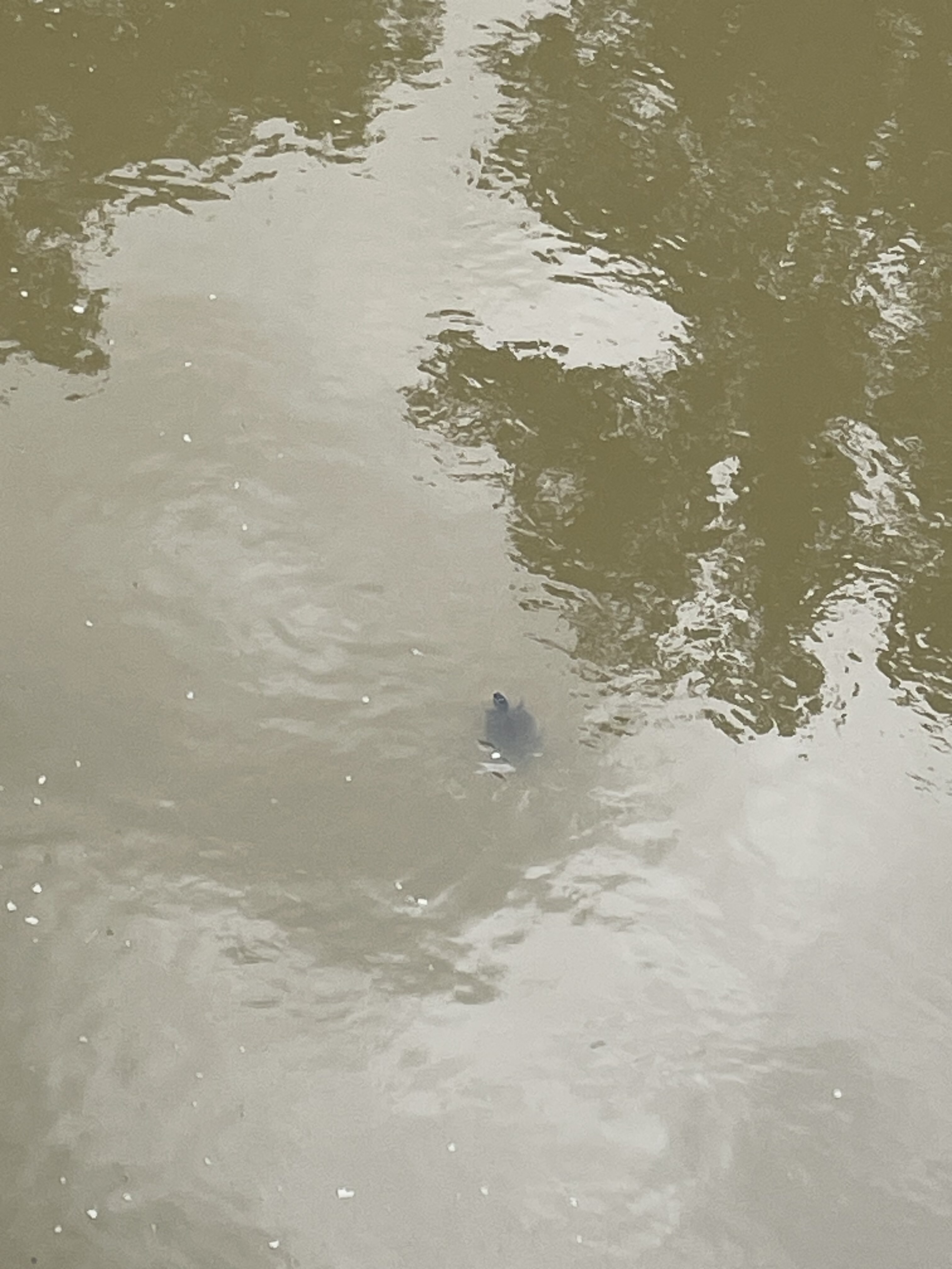 Turtle Photo July 14, 2026