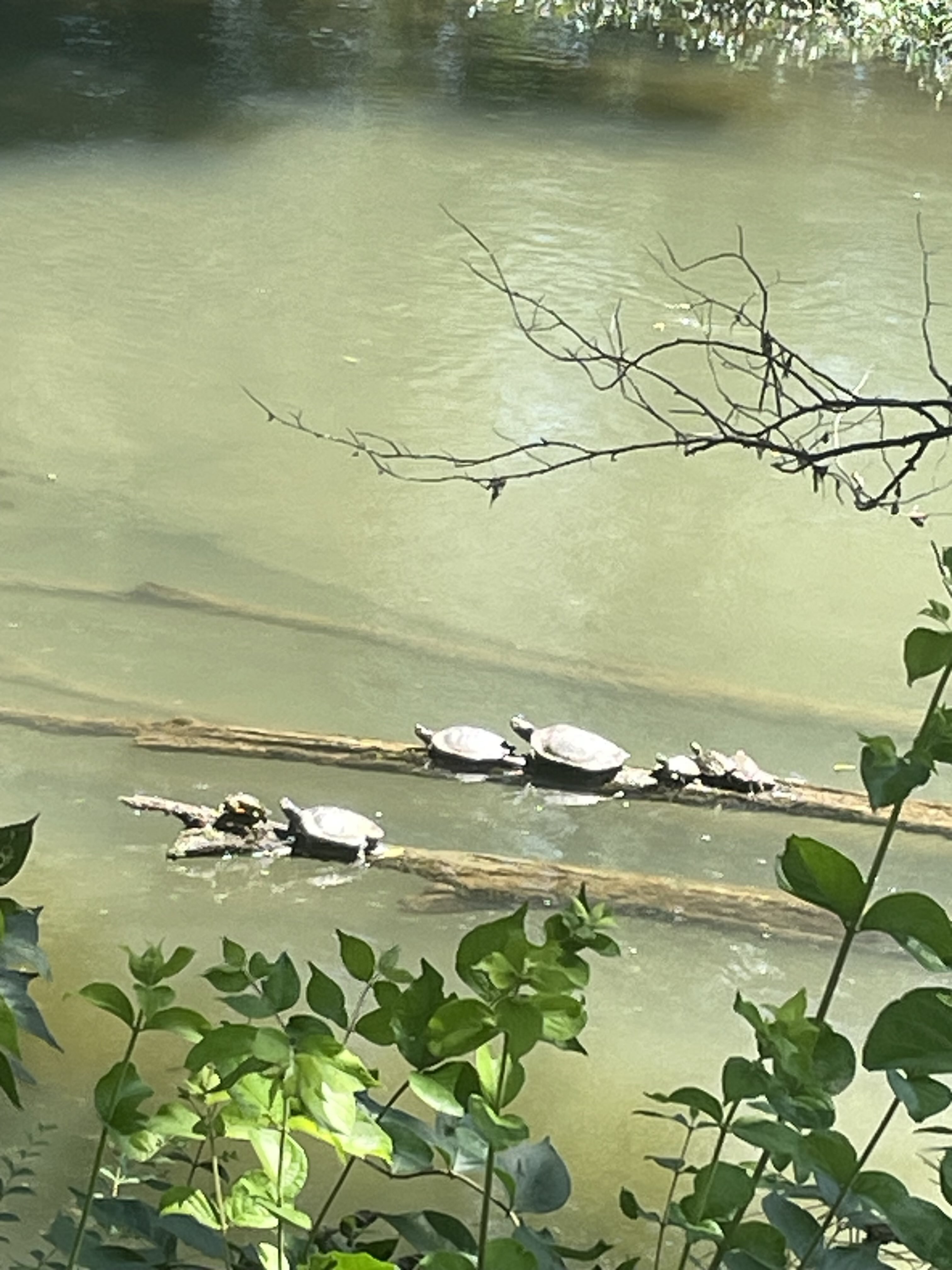 Turtle Photo June 2, 2026
