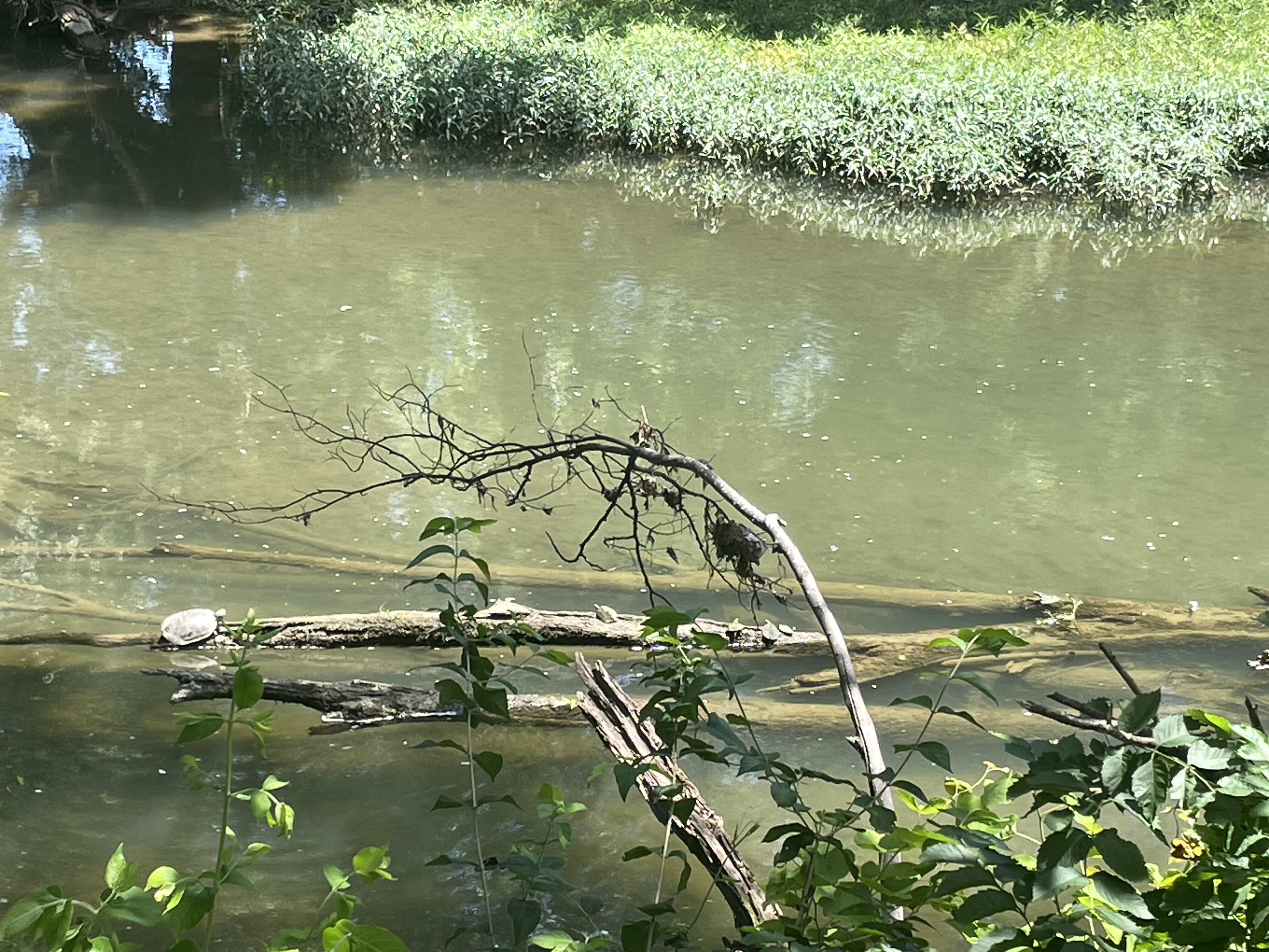 Turtle Photo June 5, 2026