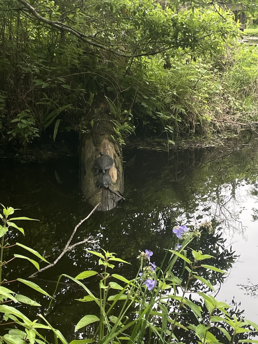 Turtle Photo May 10, 2026